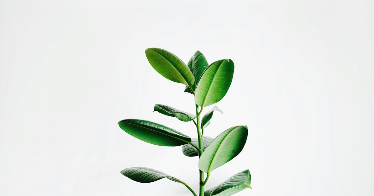 Healthy green houseplant growing in a container indoors