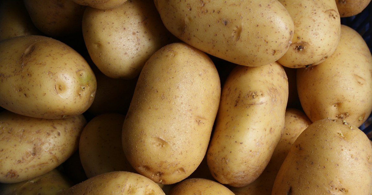 Freshly harvested potatoes with green potato plants