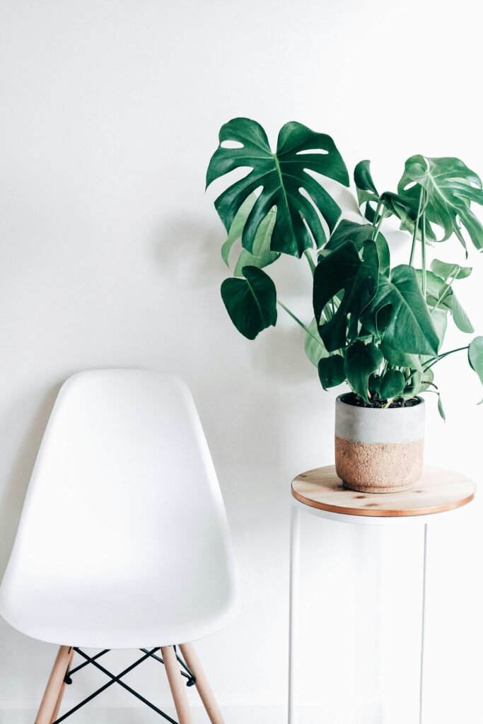 Green houseplants arranged in a bright apartment interior