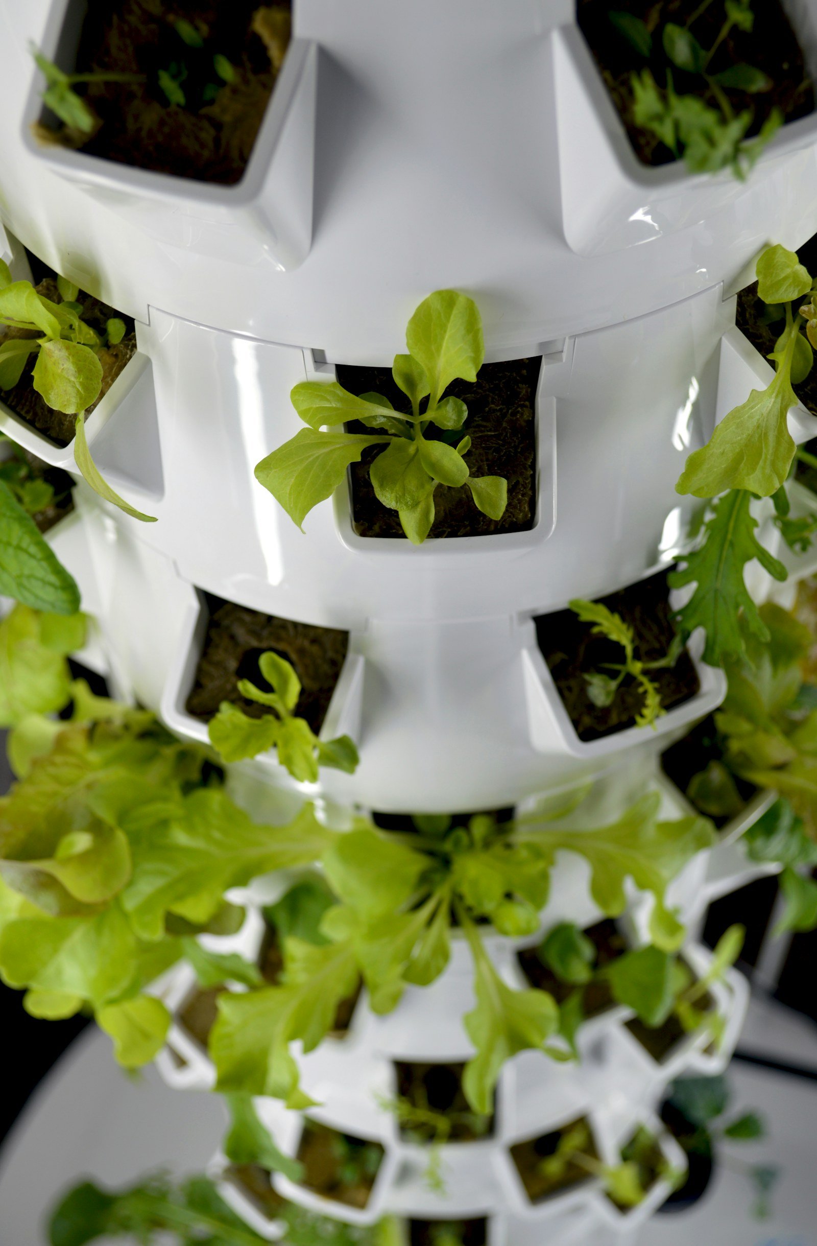 Vertical hydroponic tower with plants growing in stacked sites