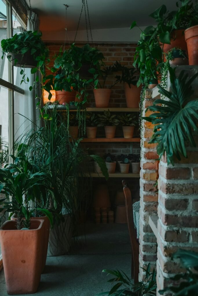 Collection of indoor plants arranged under growing lights