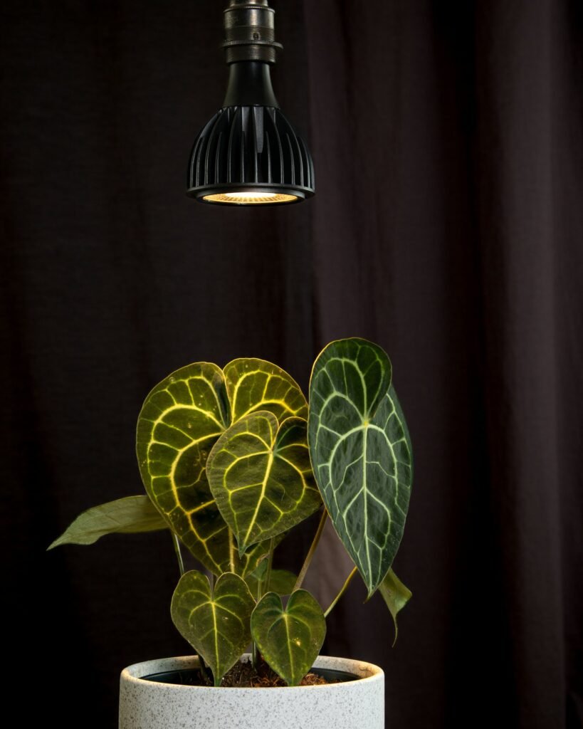 Indoor plant beneath a hanging grow light