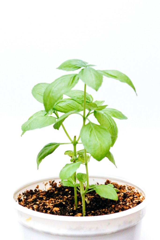 Fresh basil leaves growing in an indoor herb garden