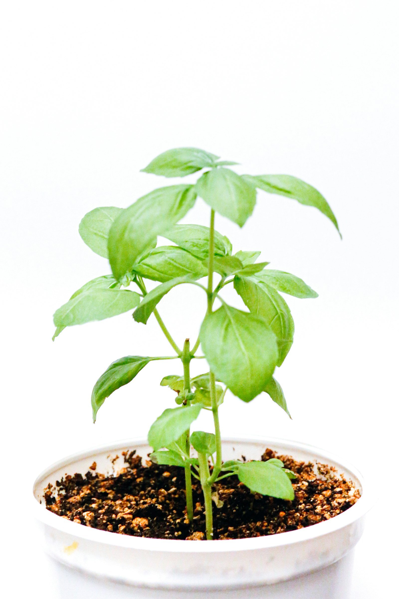 Fresh basil leaves growing in an indoor herb garden