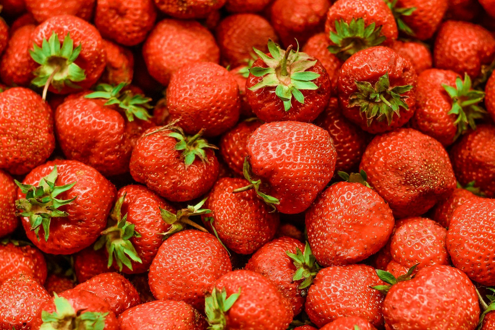Fresh strawberries growing among green leaves