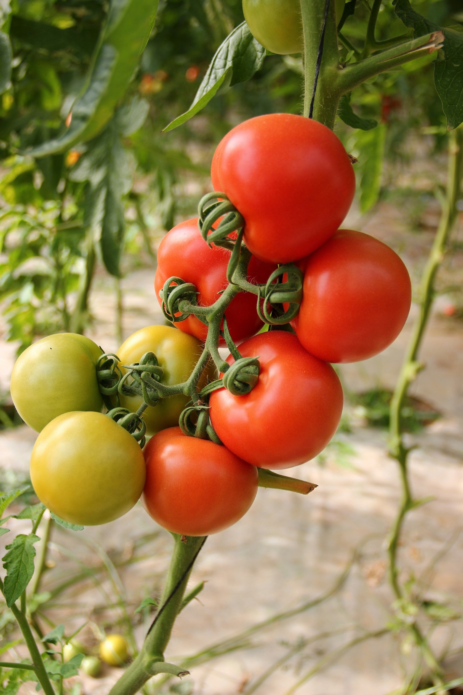 Ripe tomatoes growing on a green plant