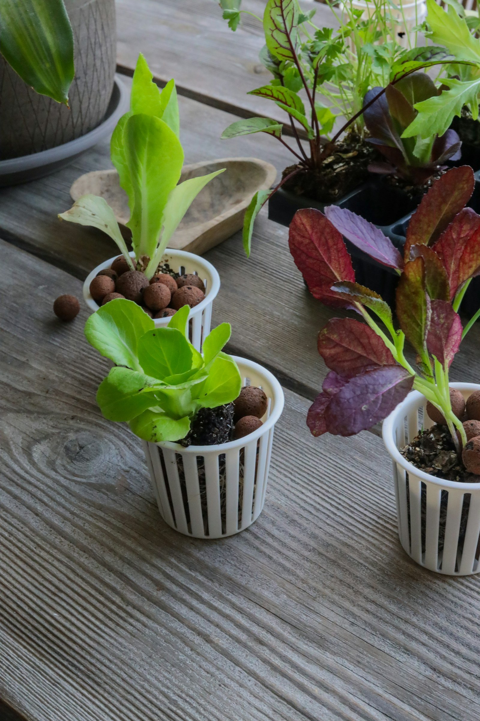 Indoor plants grouped on a table for a hydroponics overview