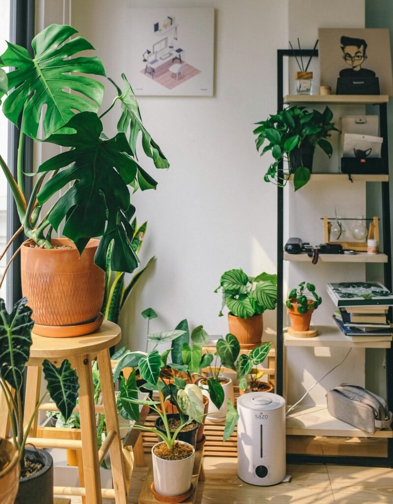 Indoor shelf of potted plants in a home growing space