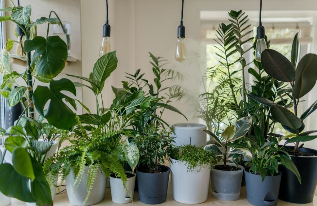 Healthy green plants growing in a hydroponic-style garden