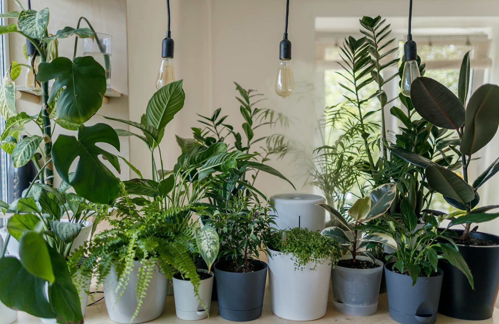 Healthy green plants growing in a hydroponic-style garden