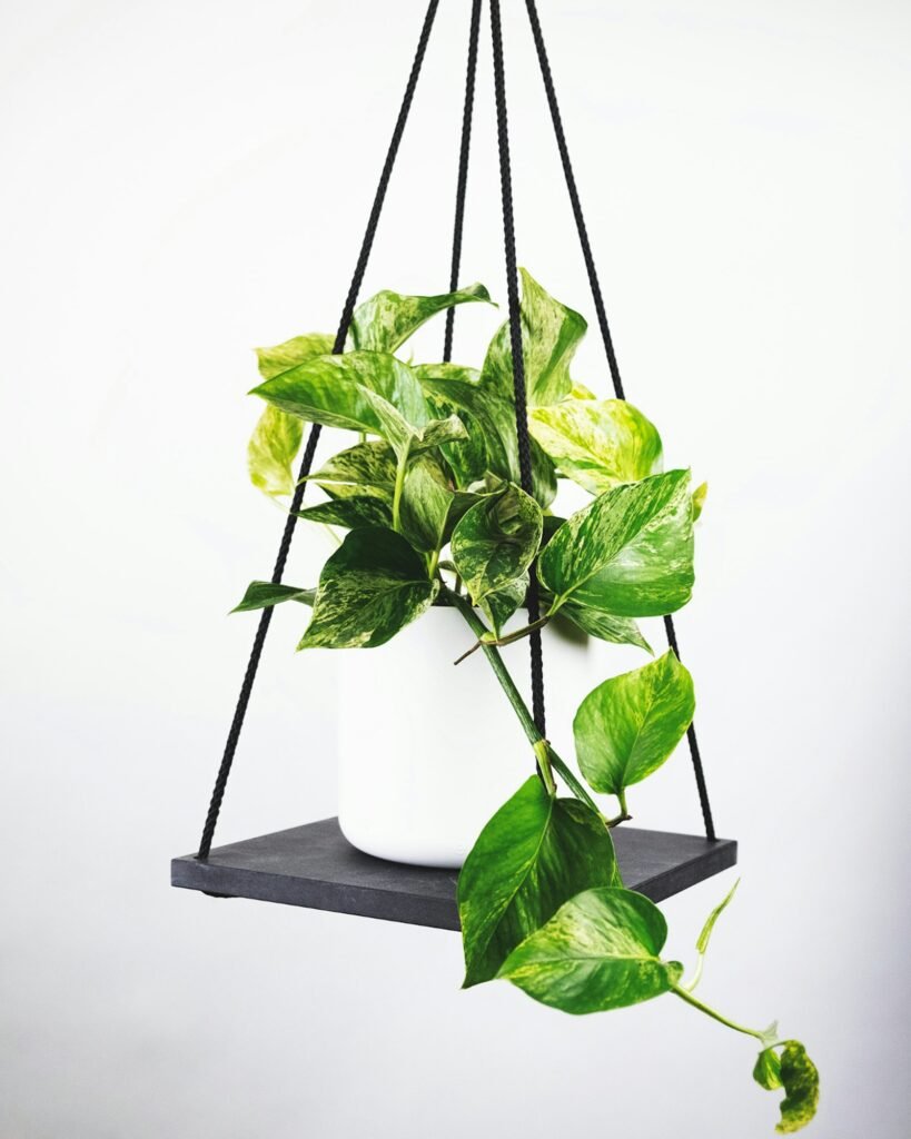 Seedlings growing in a controlled indoor setup