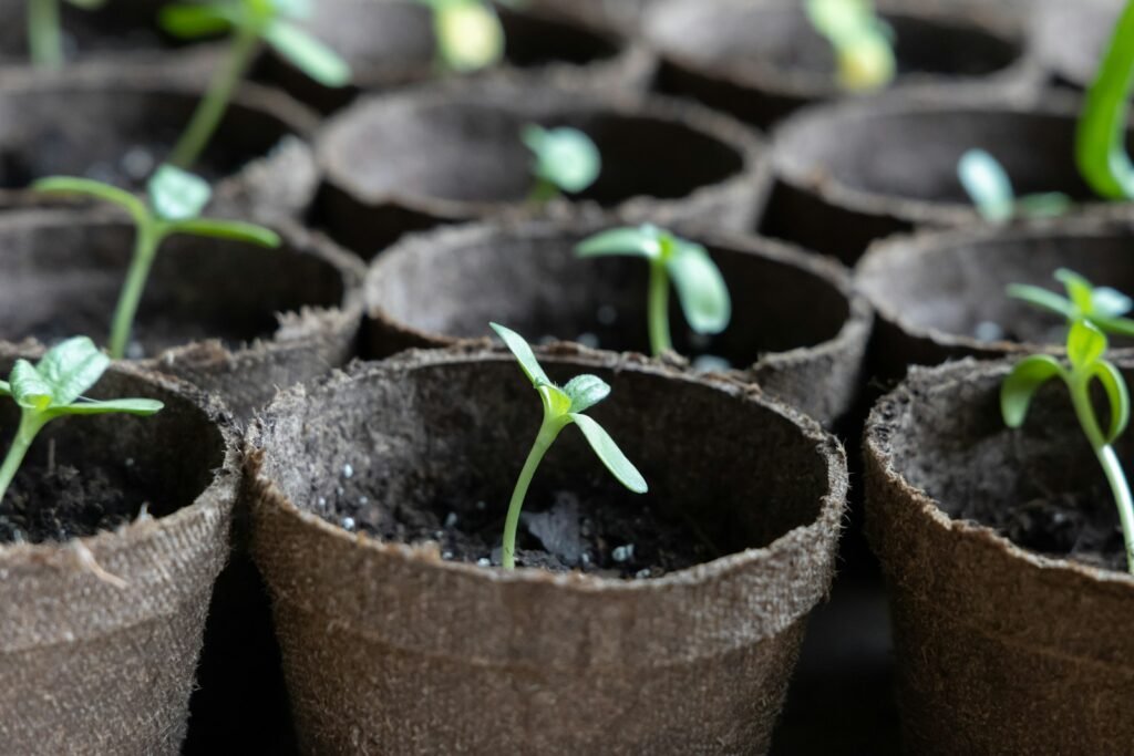 Group of seedlings emerging from seed-starting bags