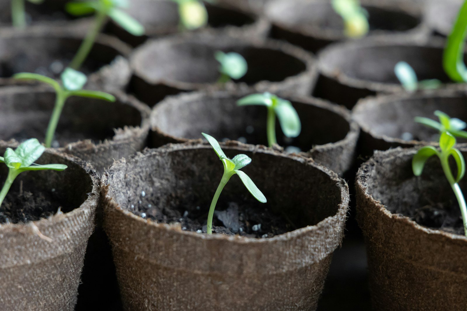 Group of seedlings emerging from seed-starting bags