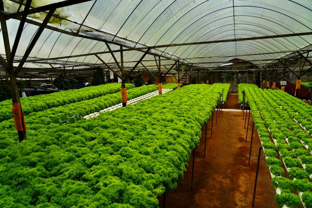 Hydroponic System Setup Checklist Before Planting
