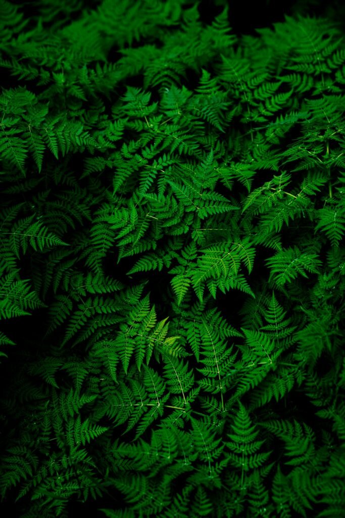 Healthy green leaves for a beginner indoor gardening setup