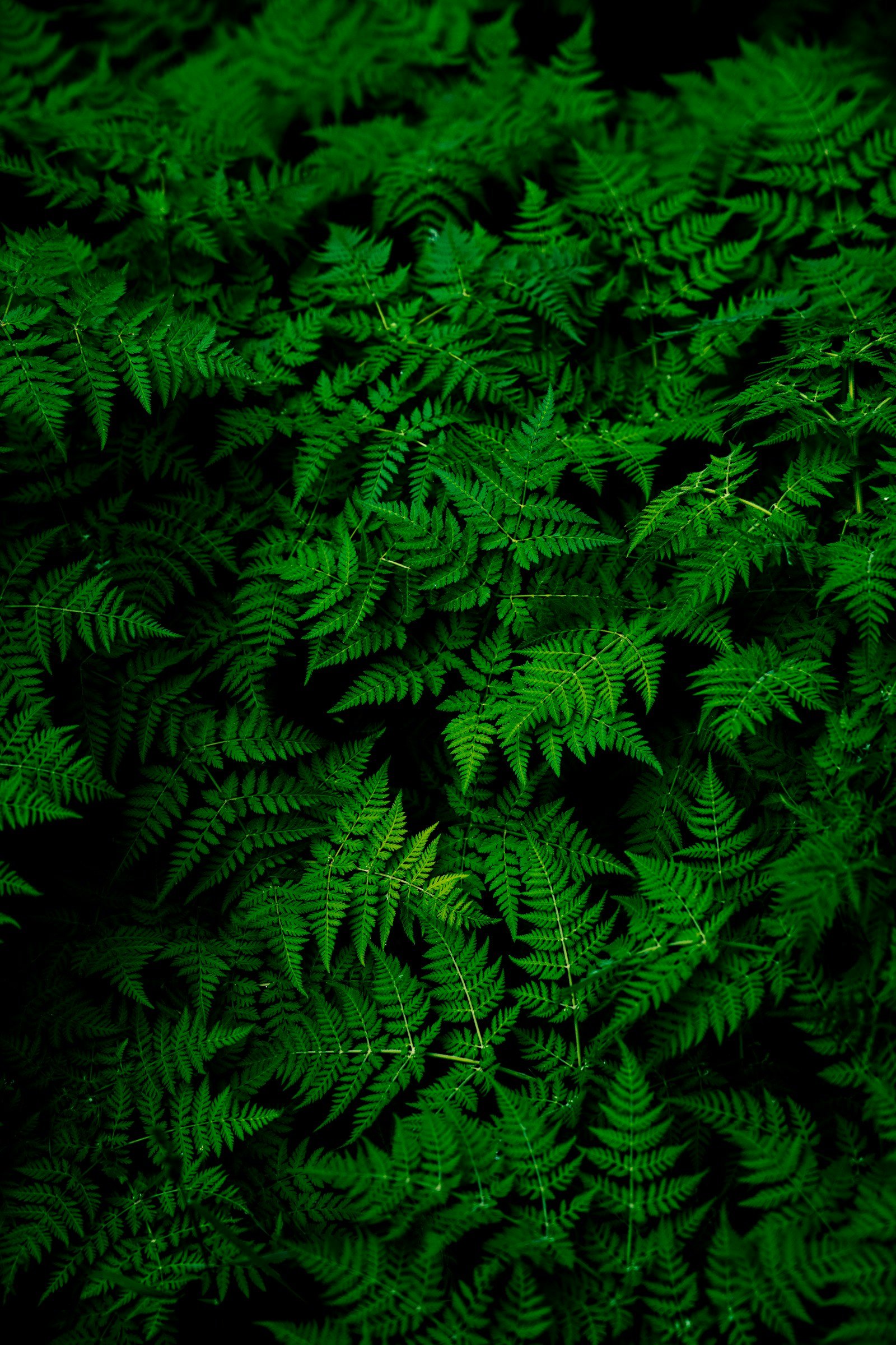 Healthy green leaves for a beginner indoor gardening setup