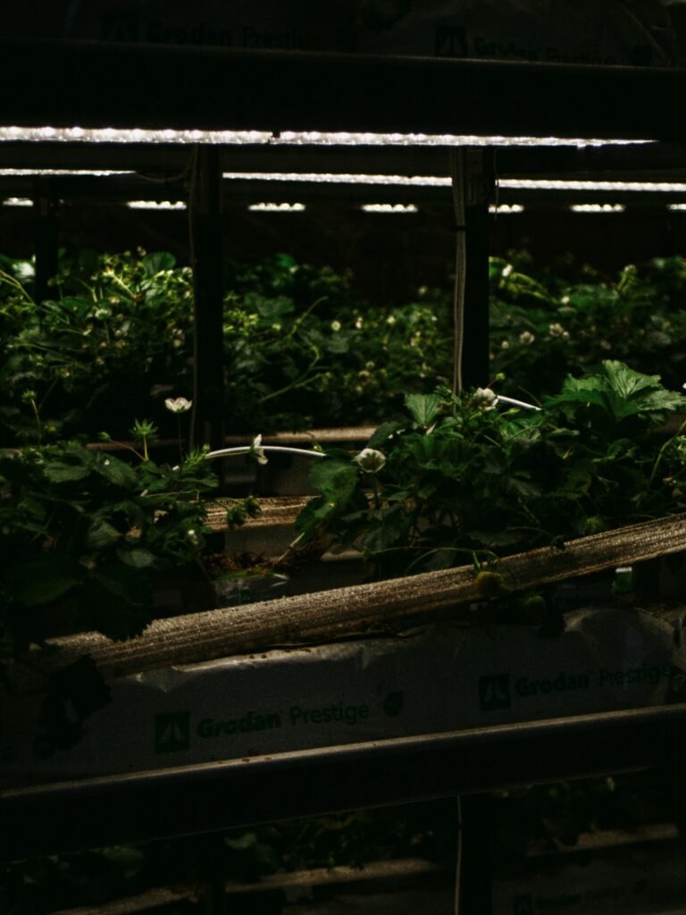 Rows of green plants growing under artificial lights