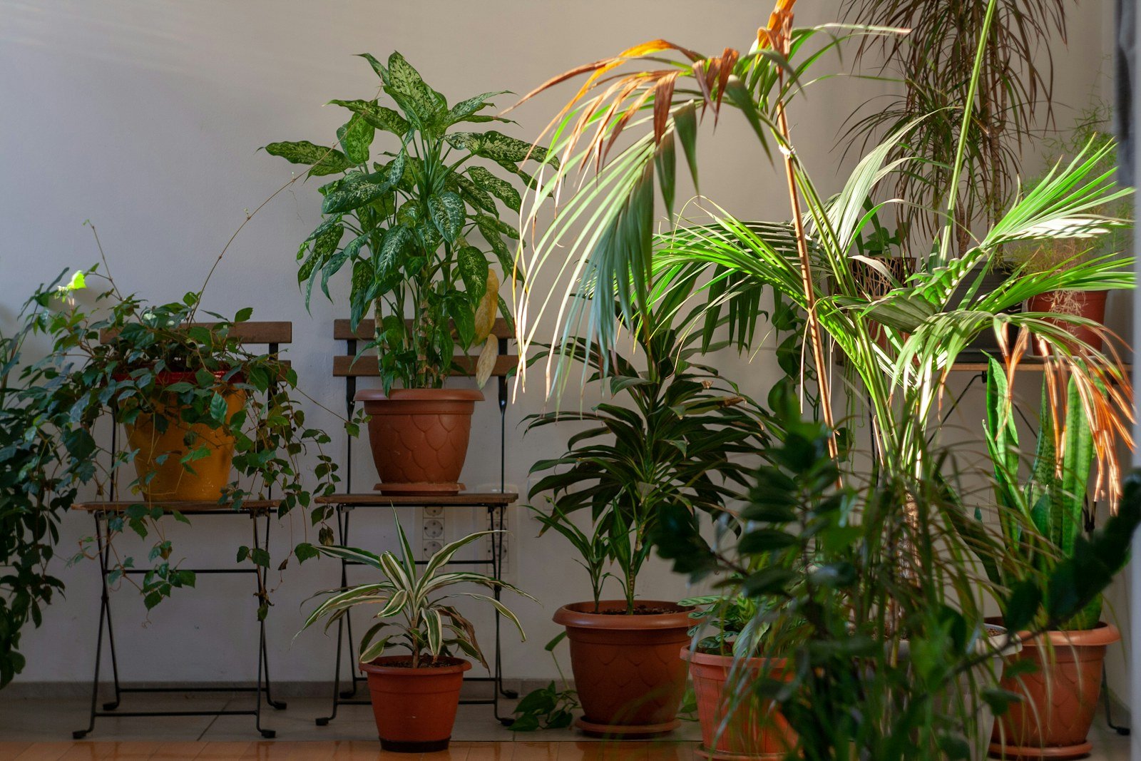 Indoor plants arranged on a shelf beneath grow lighting