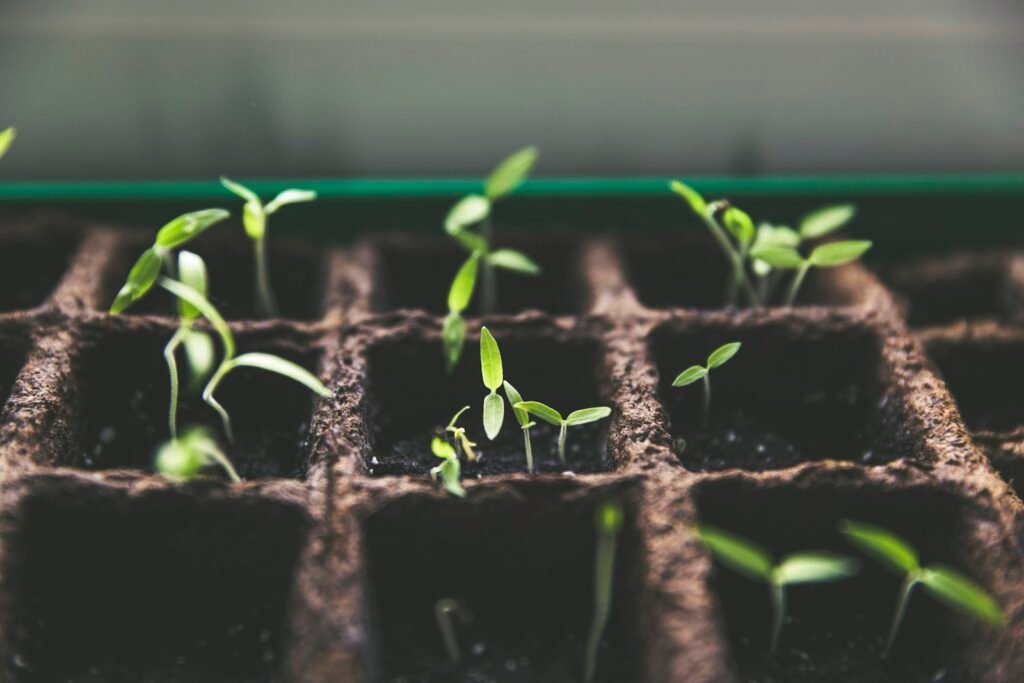 Healthy green plants growing in soft natural light