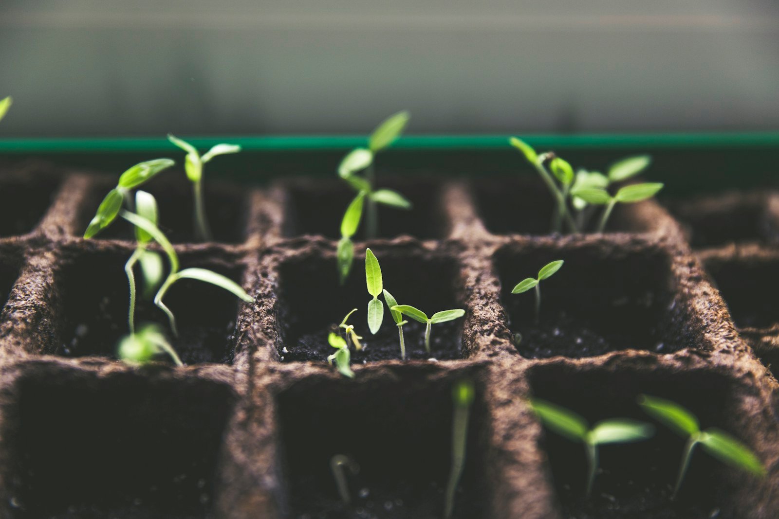 Healthy green plants growing in soft natural light