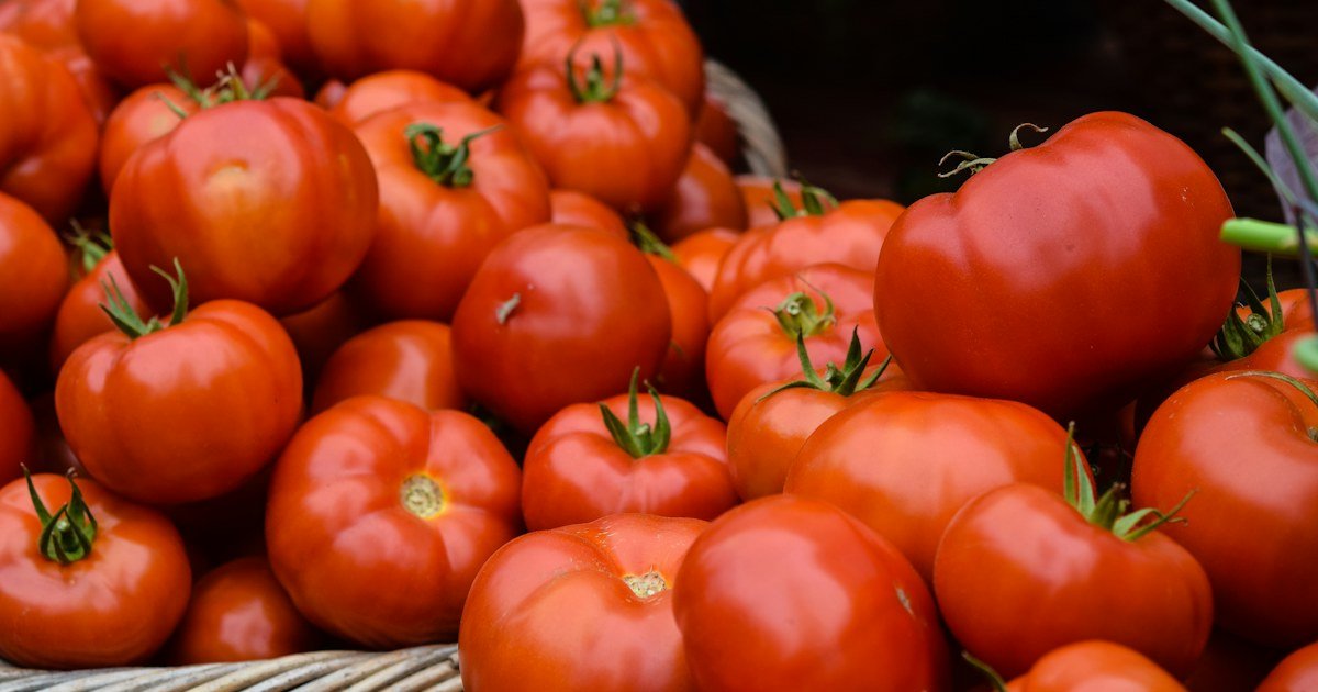 Ripe tomatoes growing on a leafy tomato plant