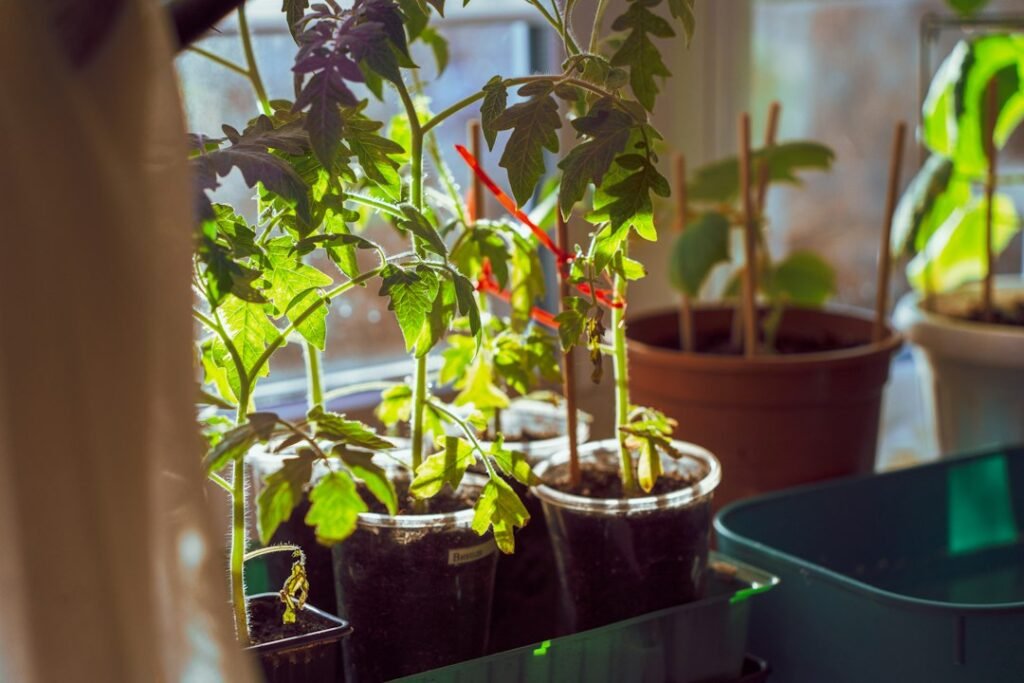 Young cherry tomato seedlings growing hydroponically indoors near a bright window